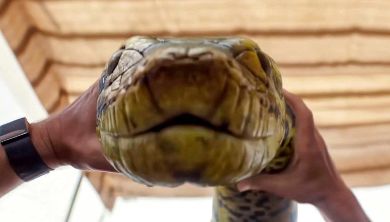 ‘Anaconda’ Slithers Past $100 Million at Box Office