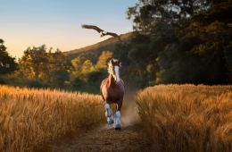 The Budweiser horses are at it again in Super Bowl ad