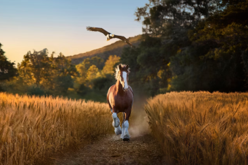 The Budweiser horses are at it again in Super Bowl ad