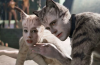 Andrew Lloyd Webber Slams Cats Film, Buys Dog