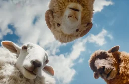The Sheep Detectives Review: A Surprisingly Charming Mystery