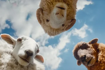 The Sheep Detectives Review: A Surprisingly Charming Mystery
