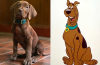 Scooby-Doo Fans Divided Over Real Dog Casting