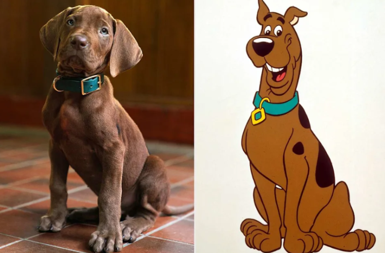 Scooby-Doo Fans Divided Over Real Dog Casting