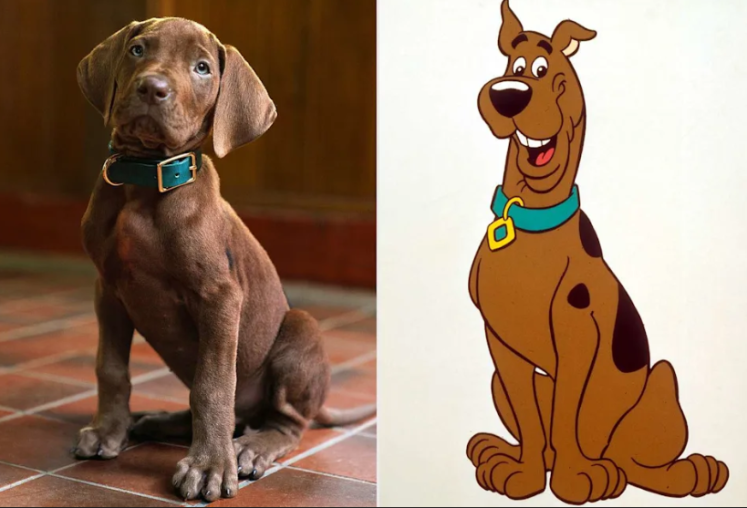 Scooby-Doo Fans Divided Over Real Dog Casting