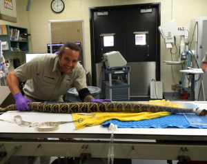 U.S. Zoo Releases Rare Snakes Back Into the Wild