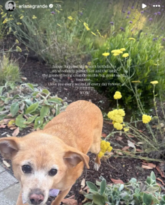 Ariana Grande Celebrates Toulouse's 13th Birthday