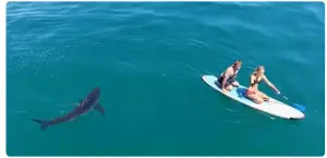 Shark swimming close to unaware beachgoers near the shoreline