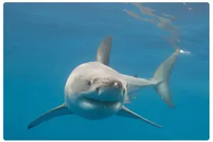 Shark swimming close to unaware beachgoers near the shoreline