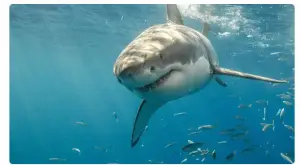 Shark swimming close to unaware beachgoers near the shoreline