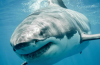 Shark swimming close to unaware beachgoers near the shoreline