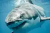 Shark swimming close to unaware beachgoers near the shoreline