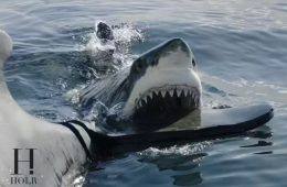 Emergency responders on a beach following reported shark-related incidents during Fourth of July celebrations.