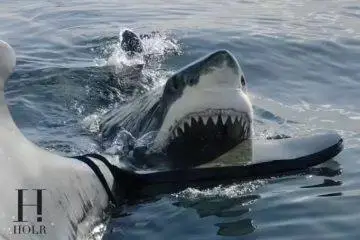 Emergency responders on a beach following reported shark-related incidents during Fourth of July celebrations.