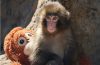 Punch the Japanese macaque celebrating his first birthday after receiving more than 2,500 birthday cards from supporters around the world.