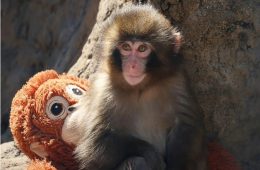 Punch the Japanese macaque celebrating his first birthday after receiving more than 2,500 birthday cards from supporters around the world.