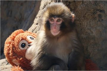 Punch the Japanese macaque celebrating his first birthday after receiving more than 2,500 birthday cards from supporters around the world.