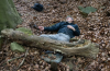 Emmerdale characters involved in the investigation following Dr Caitlin Todd's death as police question key suspects in the ITV soap.