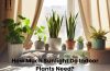 Indoor houseplants growing near a bright window with natural sunlight