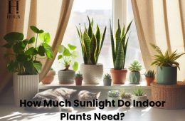 Indoor houseplants growing near a bright window with natural sunlight