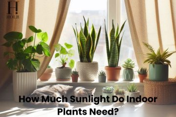 Indoor houseplants growing near a bright window with natural sunlight