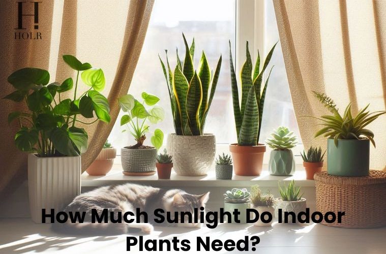 Indoor houseplants growing near a bright window with natural sunlight