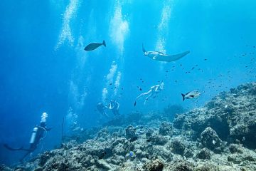 You Don’t Have to Be a Diver – The Snorkeler’s Guide to Komodo’s Underwater Show