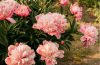 Healthy green peony foliage remaining after flowering in a summer garden before its fall pruning period.