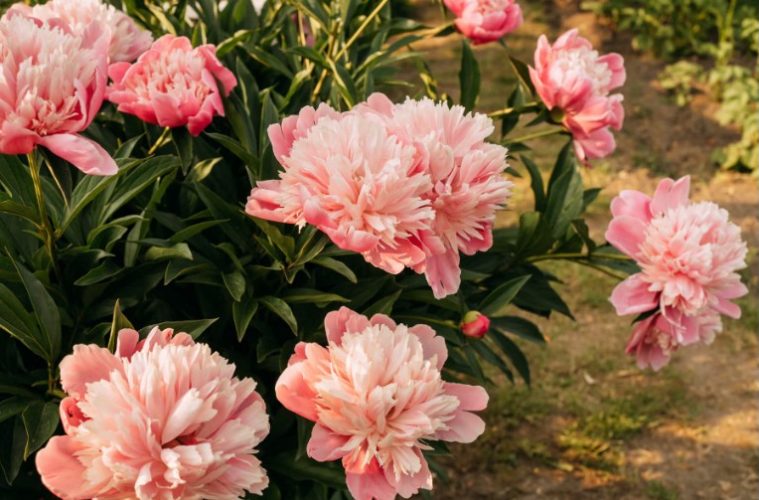 Healthy green peony foliage remaining after flowering in a summer garden before its fall pruning period.