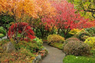 A small garden featuring compact shrubs with vibrant red, orange and burgundy fall foliage.