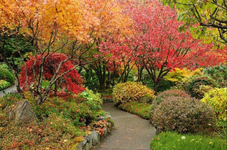 A small garden featuring compact shrubs with vibrant red, orange and burgundy fall foliage.
