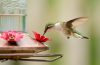 A hummingbird feeds from a backyard nectar feeder surrounded by flowers during late summer.