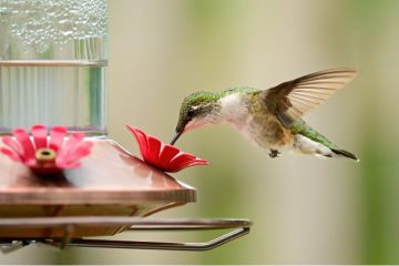 Hummingbird Season Isn’t Over Yet: How to Keep Them Coming
