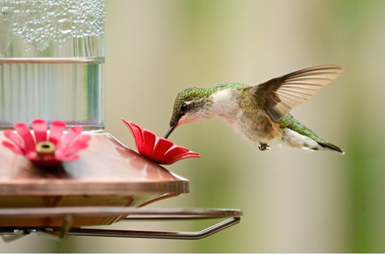 A hummingbird feeds from a backyard nectar feeder surrounded by flowers during late summer.