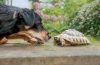 A specially trained conservation dog sits outdoors beside a turtle while working with wildlife researchers.