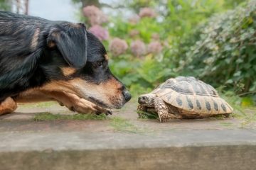 A specially trained conservation dog sits outdoors beside a turtle while working with wildlife researchers.