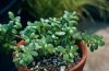 A healthy jade plant growing indoors in a pot beside a bright window with thick green leaves and sturdy branching stems.