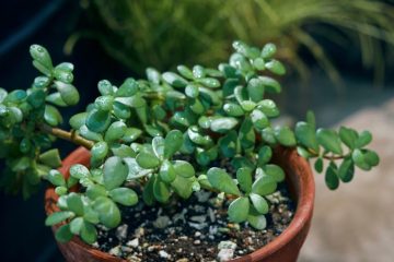 A healthy jade plant growing indoors in a pot beside a bright window with thick green leaves and sturdy branching stems.
