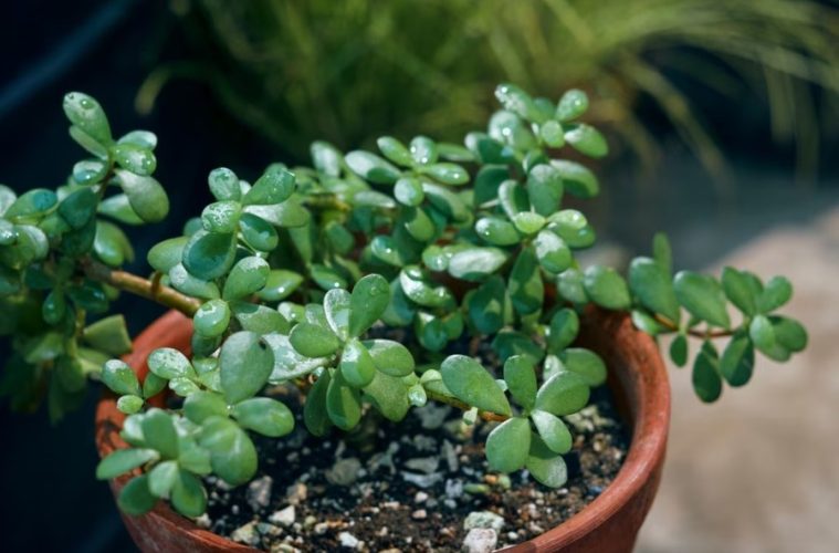 A healthy jade plant growing indoors in a pot beside a bright window with thick green leaves and sturdy branching stems.