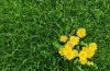 Healthy green lawn with common weeds including dandelions and clover growing among grass.