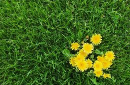 Healthy green lawn with common weeds including dandelions and clover growing among grass.