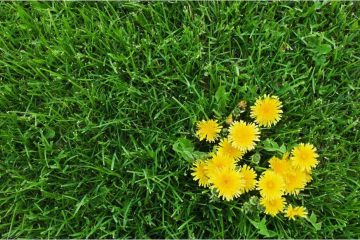 Healthy green lawn with common weeds including dandelions and clover growing among grass.
