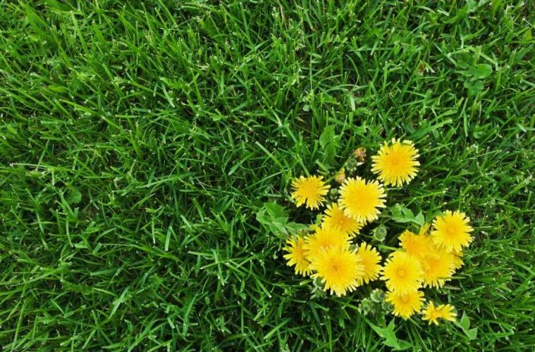 Healthy green lawn with common weeds including dandelions and clover growing among grass.