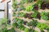 A lush living plant wall filled with different varieties of greenery creating a vertical garden feature indoors.
