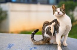 A community cat with a distinctive ear tip sitting outdoors, showing the common identification mark used after sterilization.