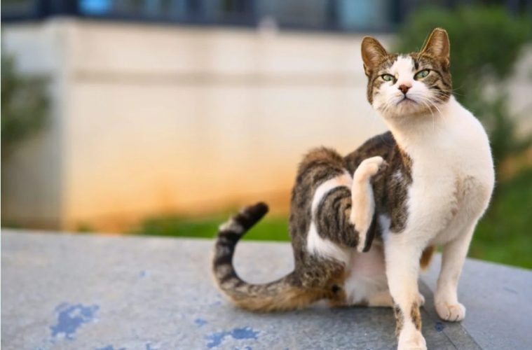 A community cat with a distinctive ear tip sitting outdoors, showing the common identification mark used after sterilization.