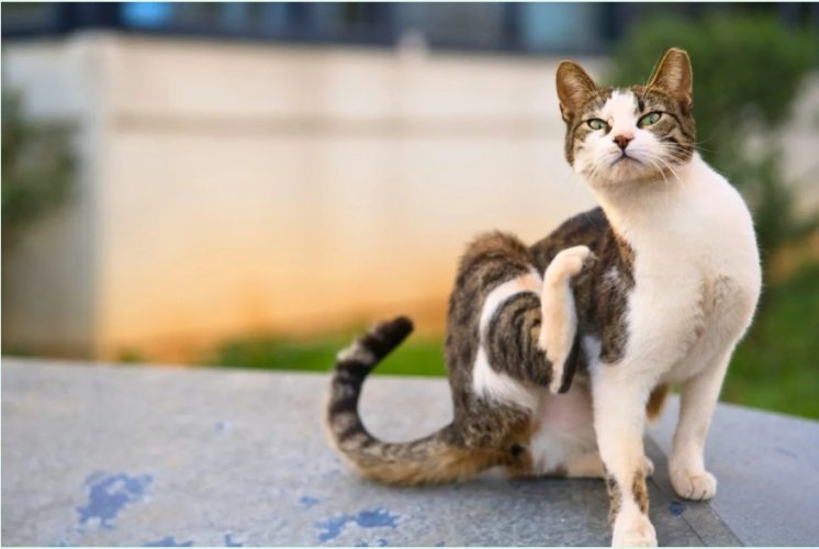 A community cat with a distinctive ear tip sitting outdoors, showing the common identification mark used after sterilization.