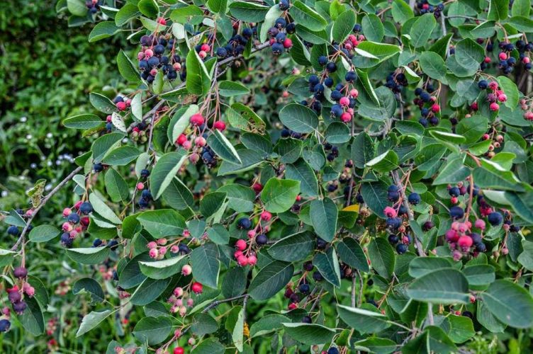A serviceberry plant displays white spring flowers, colorful foliage and berries in a wildlife-friendly garden.
