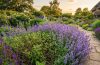 A blooming catmint plant being trimmed after its first flush of flowers to encourage fresh growth and a second round of blooms.