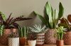Plant Pot 101: How to Choose the Right Container
